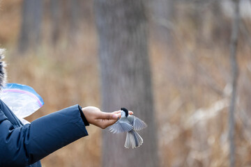 Black capped chickadee eating from a woman's hand