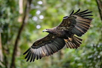 Obraz premium A brown eagle soars through a green forest.