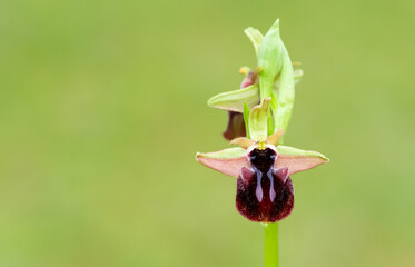 Photos of wildflowers, various bee orchids.