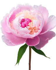 Pink Peony Isolated on White Background &ndash; Floral Botanical Cutout