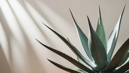 Close-up of a striking aloe vera plant with sharp leaves and sunlight beams