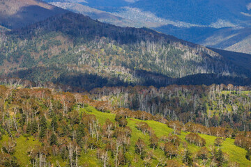 Naklejka premium Beautiful mountain landscape. Sakhalin Island, Sakhalin Oblast, Russia. View of mountain slopes covered with trees and Kuril bamboo. Nature of the Russian Far East. Autumn season, September.