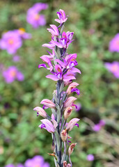 photographs of wild plants and wildflowers. photos of purple wild orchids.