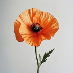close-up of an orange poppy flower