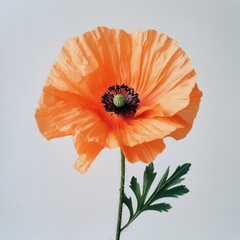 an orange poppy flower on a white background