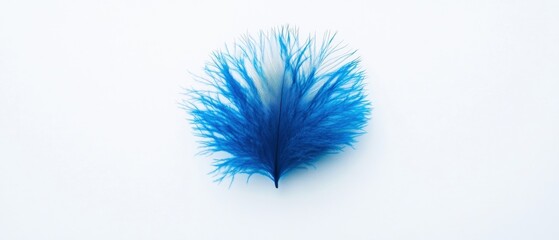 Obraz premium blue feather on a white background