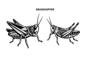 Editable Silhouette Grasshopper Isolated Vector Illustration