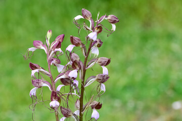 Fototapeta premium photos of wild plants and wildflowers. photos of wild orchids.