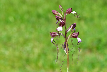 photos of wild plants and wildflowers. photos of wild orchids.