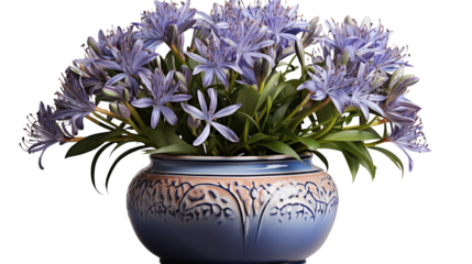 Lush Agapanthus flowers in full bloom, displayed in an artfully designed decorative pot, studio view, isolated on transparent background.