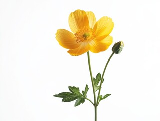 Fototapeta premium yellow flower with a bud on a white background