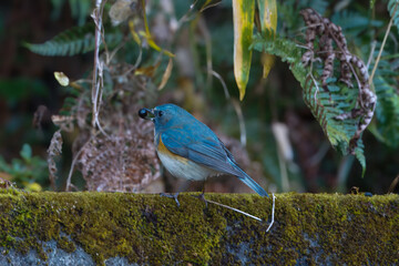 苔むしたコンクリートにとまるルリビタキ