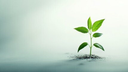 a single plant growing in soil
