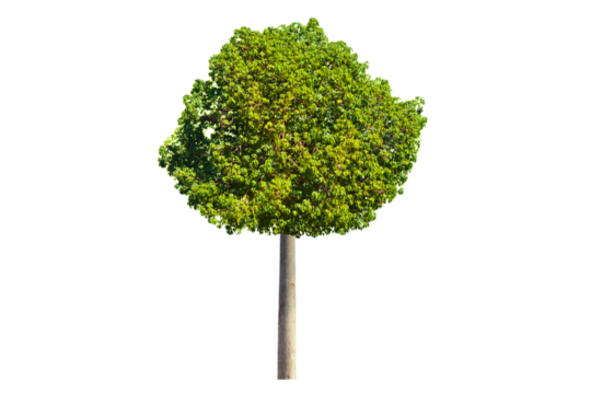 Realistic green tree isolated on transparent background. Nature tree in PNG for landscape or garden design elements, Spring decoration, Cut out, side view 
