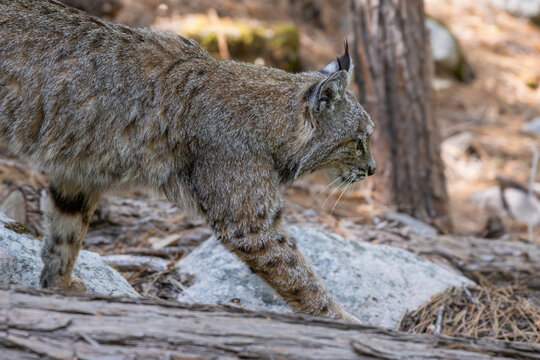 Rotluchs im Yosemite NP