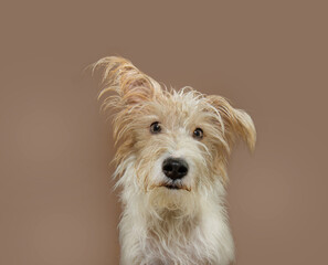 Portrait funny fox puppy dog with one ear up looking at camera. Isolated on mocha mousse trend...