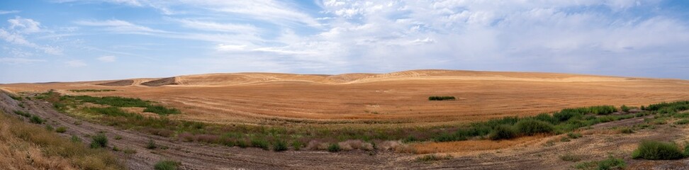 Fototapeta premium Panorama of harvested wheat fields in the Palouse region near the town of Dusty, Washington, USA
