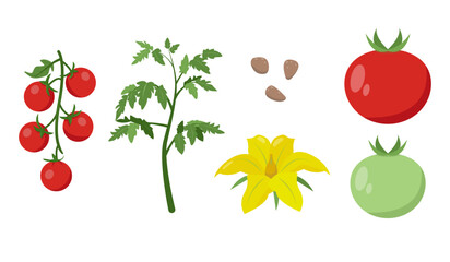 Tomato vegetable icons. Cherry tomato branch, plant with leaves, green and red tomato fruit, flower and seeds. Organic vegetable vegetarian food. Vector icon illustration isolated on white background.