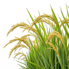 A lush green rice plant features golden grains alongside wheat beautifully isolated on a transparent background for agricultural presentations or designs