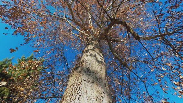 Autumn tree sycamore or platan low angle view, tall tree with yellow leaves in park