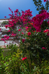 building facade adorned with vibrant pink bougainvillea and lush green foliage, creating a colorful and inviting scene under a clear blue sky
