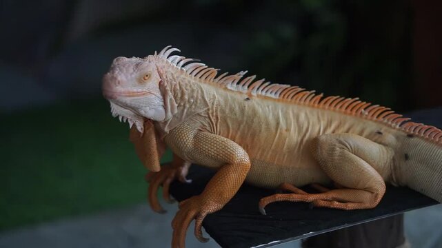 Portrait of a Green Iguana or is a species of herbivorous lizard that has a large body. It has thick skin and rows of spines along its back and tail.