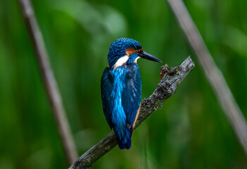 kingfisher on a branch