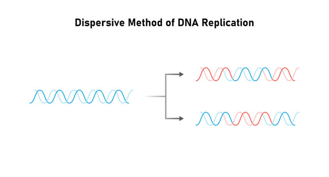 Dispersive Method of DNA Replication Science Design. Vector Illustration.