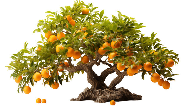 A lush orange tree full of ripe citrus fruits, standing vibrant against a natural outdoor backdrop, studio view, isolated on transparent background.