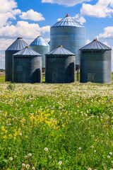 A field of yellow flowers is next to a row of silos © Scott Prokop