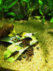 Aquarium fish, bright catfish.