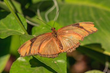 A butterfly with orange and black wings is sitting on a leaf