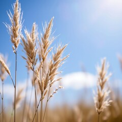 bokeh blue of  Golden dried grass against a bright blue sky with bokeh lights for nature backgrounds    abstract bokeh light background bright   emotional harmonious vignette 