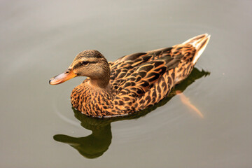 A duck is swimming in a pond