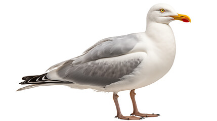 A natural white seagull perched by the water, blending perfectly with its serene coastal surroundings, studio view, isolated on transparent background.