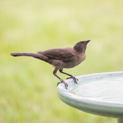 Grackle perched on bird bath