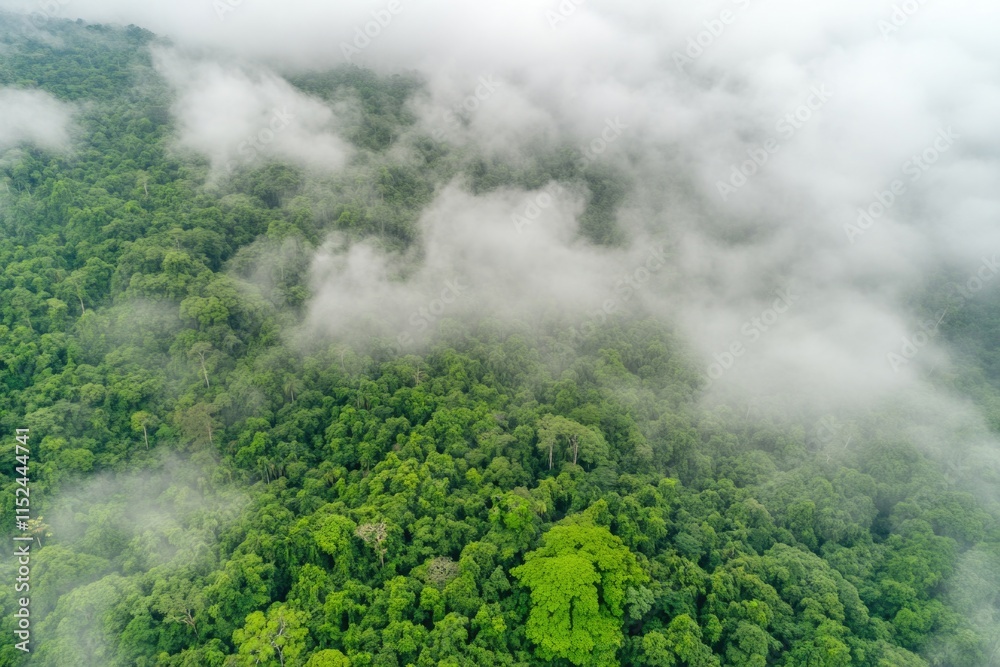 Aufkleber aerial view of a dense green forest with tall trees and lush vegetation