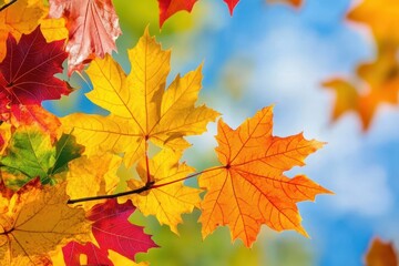 Fototapeta premium Vibrant autumn maple leaves against a bright blue sky.