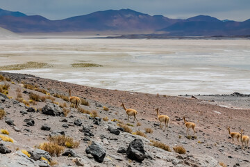 Vicuna wild animal in Chile Atacama desert high altitude altiplano and salt flats environment. Vicunas herds among mountains and volcanoes in the wild nature of South America