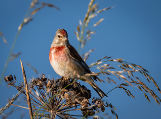 Red Linnet Bird