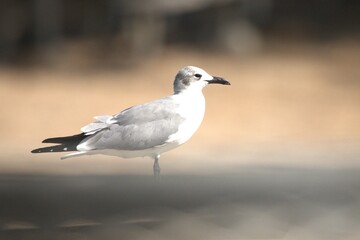seagull on the beach