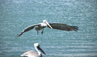 pelican in flight