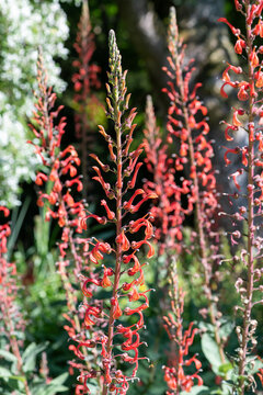 Close up of lobelia tupa flowers in bloom