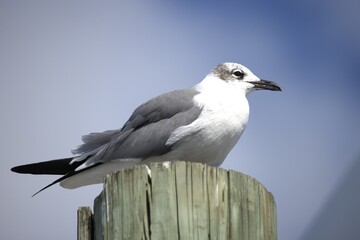 Obraz premium seagull on the beach
