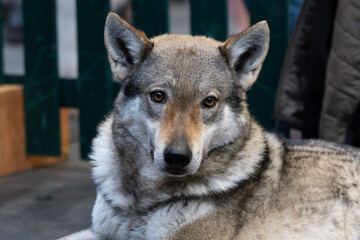 Czechoslovakian Wolfdog
