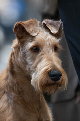 portrait of a dog, Irish Terrier