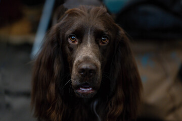 portrait of a dog, Wachtelhund
