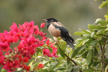 Rosy Starling