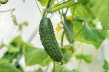 young cucumbers with yellow flowers growing on a branch in greenhouse