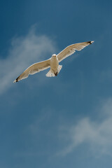 Birds flying on the beach